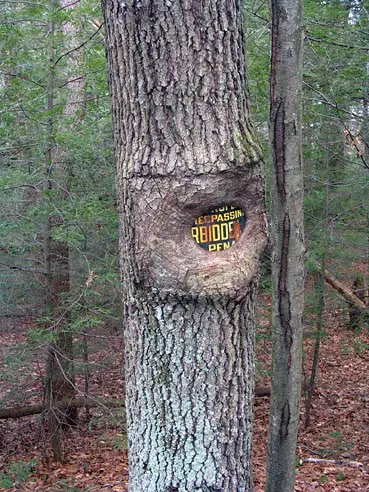 sign being swallowed by tree growth