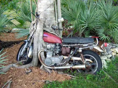 a motorcycle in the middle of a tree