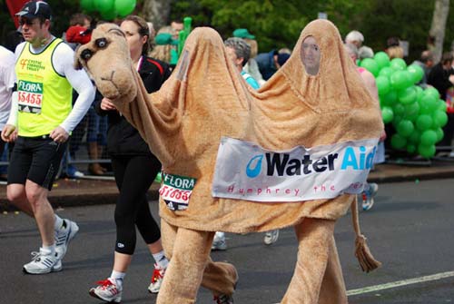 Two people run under camel costume